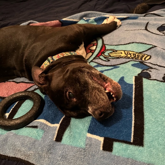 In Memory of Athena Bean - Picture 11 of 12